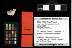 Foto (Objekt + Etiketten) von Cyclothyreus divaricatus (Schweitzer & Feldmann, 2009) 